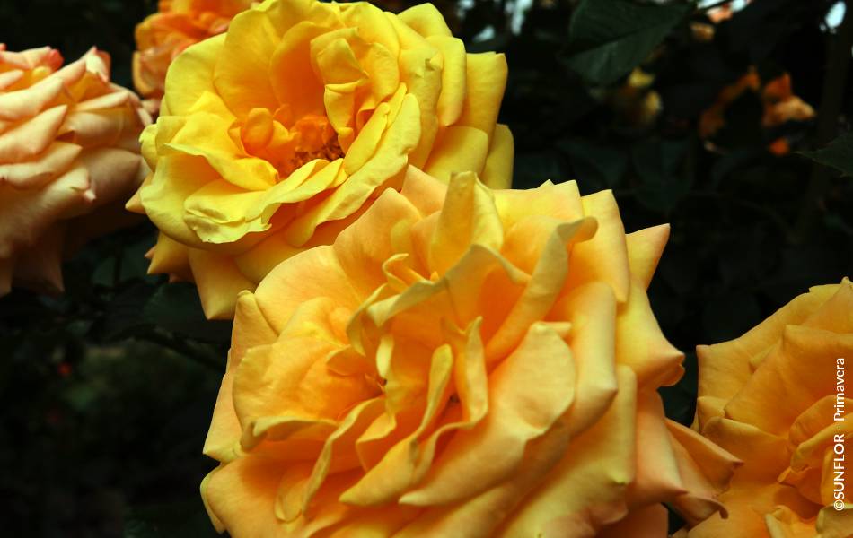 ©SUNFLOR - Primavera